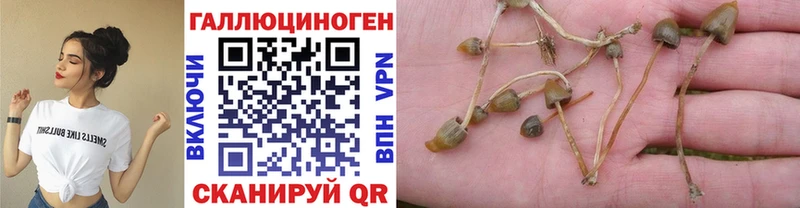 Галлюциногенные грибы Cubensis  где купить   Кинель 